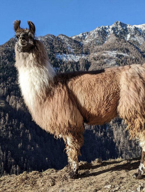 Appartamenti in agriturismo di montagna, presso Naturno