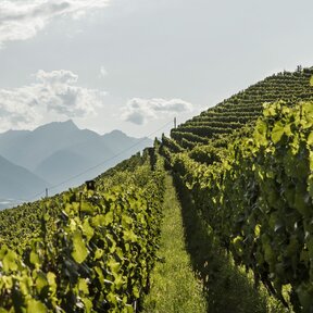 Urlaub in Naturns am Sonnenberg in bester Lage fürs Glück
